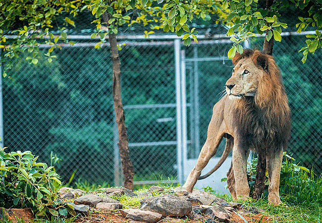 acacia-premier-hotel-kisumu-kenya-impala-sanctuary Acacia Premier Hotel Kisumu