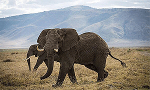 5 Days 4 Nights Tanzania Safari – Tarangire, Serengeti & Ngorongoro Crater (Driving) From Arusha