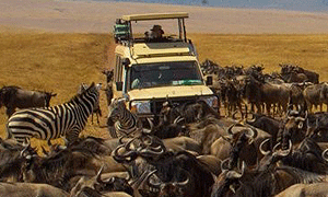 6 Days 5 Nights Tanzania Safari – Ngorongoro Crater & Serengeti National Park (Driving) From Arusha