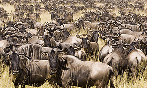 5 Days 4 Nights Tanzania Safari – Serengeti Great Wildebeest Migration (Driving) From Arusha