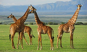 8 Day Tanzania Safari - Lake Manyara, Serengeti, Ngorongoro & Tarangire National Park (Driving) From Arusha