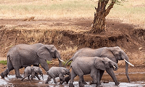 6 Days 5 Nights Tanzania Safari – Ngorongoro, Serengeti & Tarangire (Driving) From Arusha