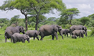 5 Days 4 Nights Tanzania Safari – Tarangire, Lake Manyara, Serengeti & Ngorongoro (Driving) From Arusha