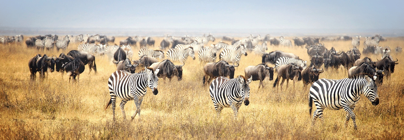 5 Day Tanzania Safari Tarangire Serengeti And Ngorongoro Arusha Safaris 