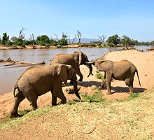 3 Days 2 Nights Samburu Game Reserve Budget Joining Safari