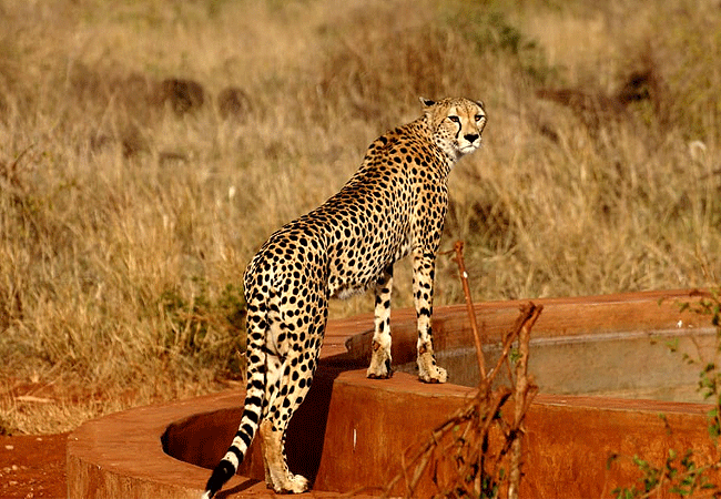 soroi-cheetah-tented-camp-lumo-conservancy Tsavo-tsavo-west-national-park-cheetah Soroi Cheetah Tented Camp Tsavo West National Park Kenya