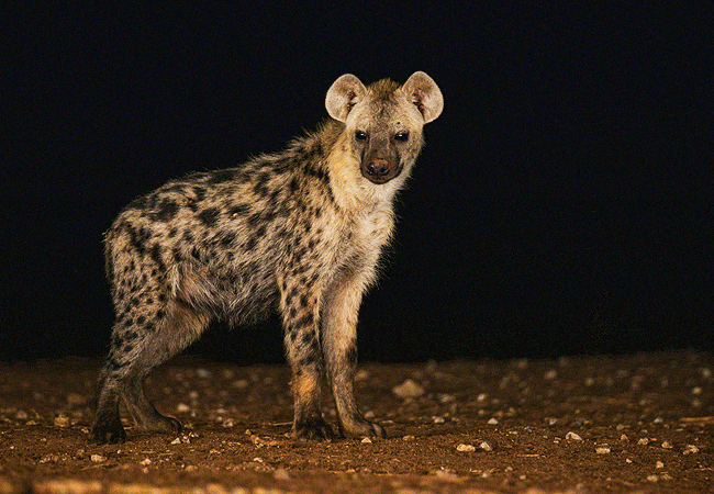 soroi-cheetah-tented-camp-lumo-conservancy Tsavo-tsavo-west-national-park-spotted hyena Soroi Cheetah Tented Camp Tsavo West National Park Kenya