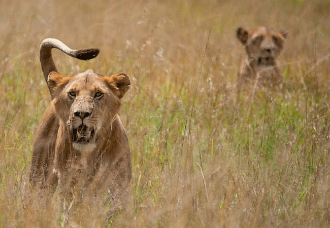 soroi-leopard-lair-cottages-lumo-onservancy-tsavo-west-national-park-lions Soroi Leopard Lair Cottages Lumo Conservancy Tsavo West National Park