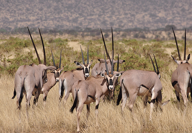 Samburu Elephant Lodge