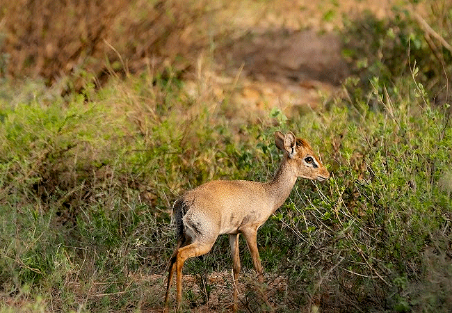 Samburu Elephant Lodge