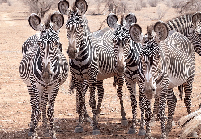 Samburu Elephant Lodge
