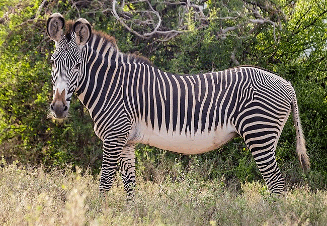 Samburu Elephant Lodge
