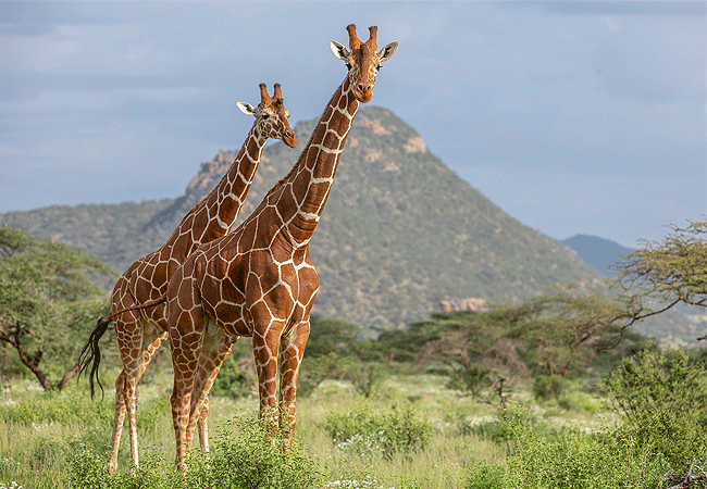 Samburu Elephant Lodge