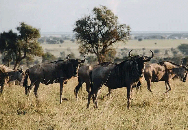 swara-acacia-lodge-swara-plains-conservancy-wildebeest Swara Acacia Lodge Swara Plains Conservancy