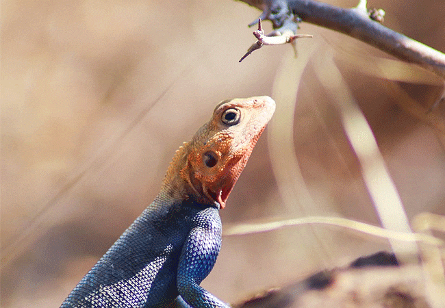 chyulu-club-luxury-safari-lodge-agama-lizard Chyulu Club Luxury Safari Lodge