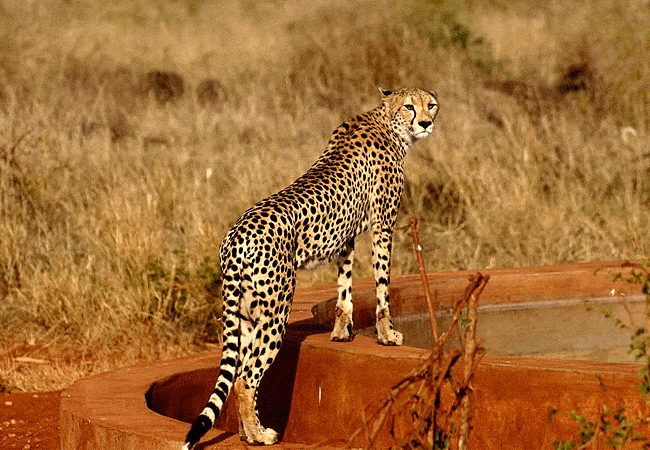 chyulu-club-luxury-safari-lodge-cheetah Chyulu Club Luxury Safari Lodge