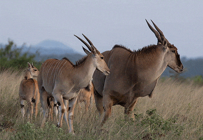 chyulu-club-luxury-safari-lodge-eland-antelope-witness-lions-buffalo-leopard-spotted-hyena-and-much-more-while-on-game-drives Chyulu Club Luxury Safari Lodge