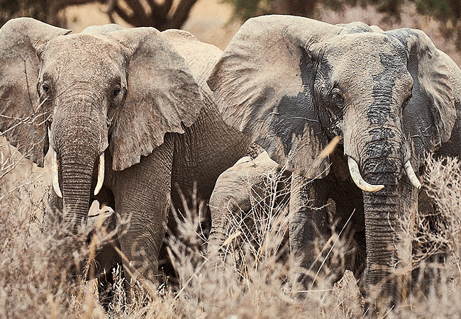 chyulu-club-luxury-safari-lodge-elephants Chyulu Club Luxury Safari Lodge