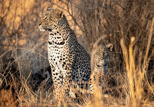 chyulu-club-luxury-safari-lodge-leopard-and-cub Chyulu Club Luxury Safari Lodge