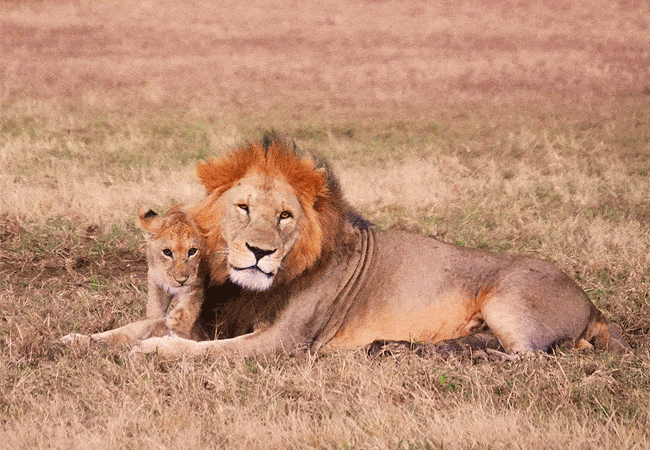 chyulu-club-luxury-safari-lodge-lions Chyulu Club Luxury Safari Lodge
