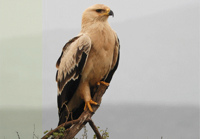 chyulu-club-luxury-safari-lodge-tawny-eagle-bird Chyulu Club Luxury Safari Lodge