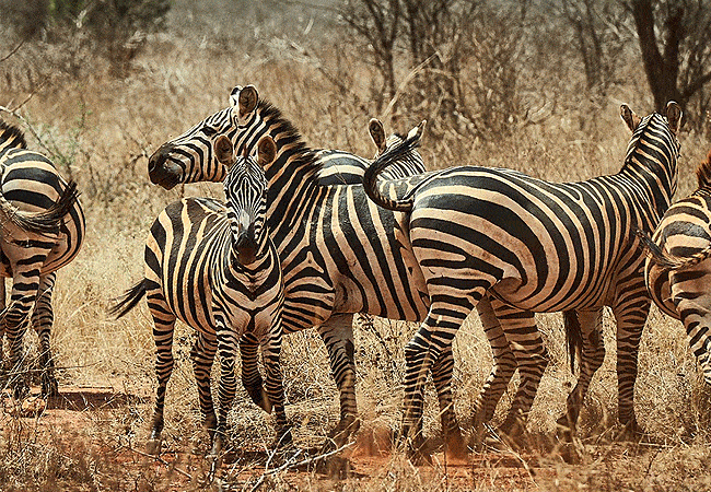 chyulu-club-luxury-safari-lodge-zebras Chyulu Club Luxury Safari Lodge