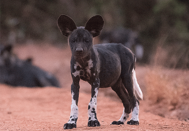 finch-hattons-luxury-tented-camp-tsavo-west-national-park-african-wild-dog Finch Hattons Luxury Tented Camp