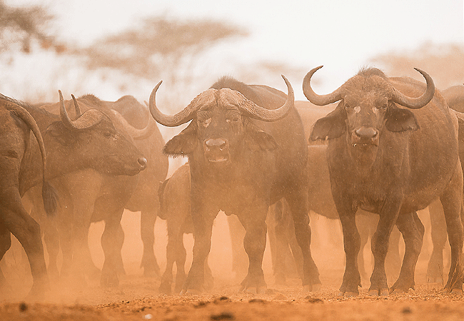 finch-hattons-luxury-tented-camp-tsavo-west-national-park-buffalo Finch Hattons Luxury Tented Camp