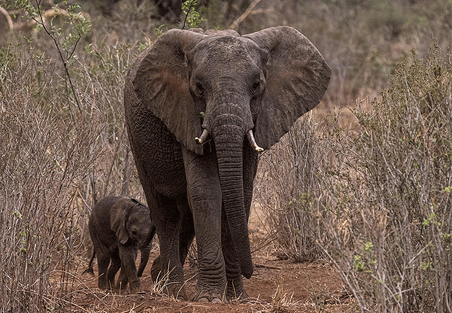 finch-hattons-luxury-tented-camp-tsavo-west-national-park-elephants Finch Hattons Luxury Tented Camp