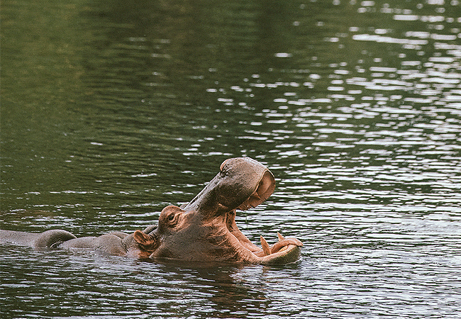finch-hattons-luxury-tented-camp-tsavo-west-national-park-hippopotamus-in-the-natural-water-springs-at-the-camp Finch Hattons Luxury Tented Camp