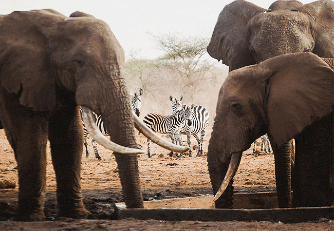finch-hattons-luxury-tented-camp-tsavo-west-national-park-kenya-elephants Finch Hattons Luxury Tented Camp
