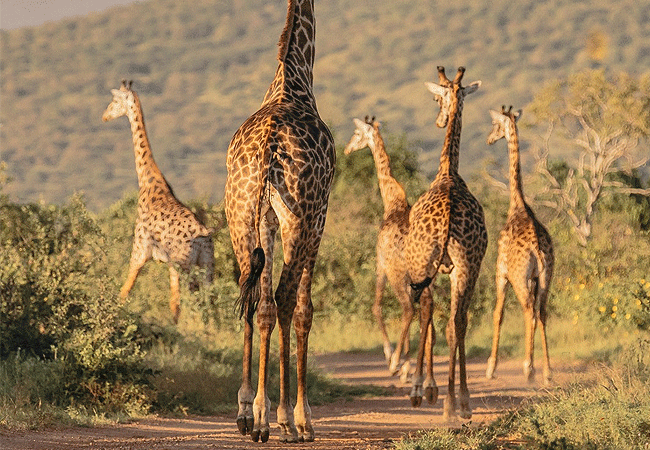 finch-hattons-luxury-tented-camp-tsavo-west-national-park-kenya-masai-giraffes Finch Hattons Luxury Tented Camp