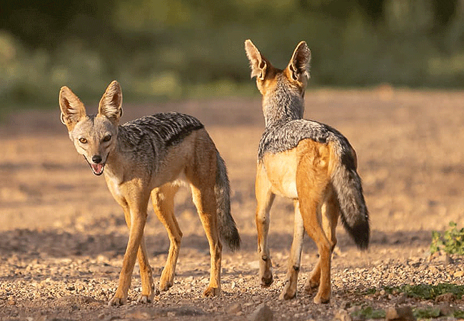 finch-hattons-luxury-tented-camp-tsavo-west-national-park-kenya-safari-black-backed-jackal Finch Hattons Luxury Tented Camp