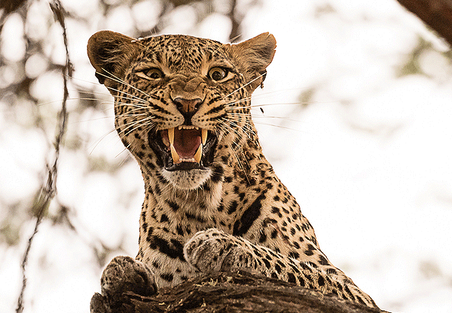 finch-hattons-luxury-tented-camp-tsavo-west-national-park-leopard Finch Hattons Luxury Tented Camp