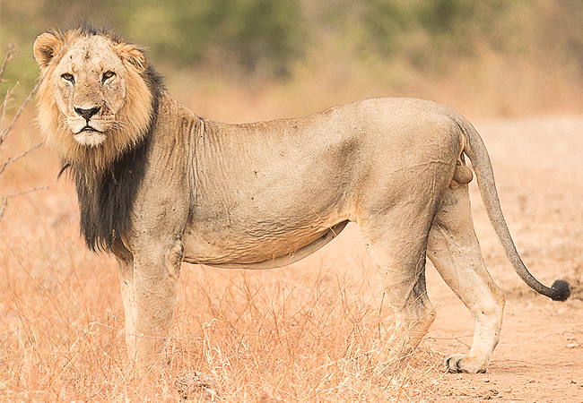 finch-hattons-luxury-tented-camp-tsavo-west-national-park-lion Finch Hattons Luxury Tented Camp