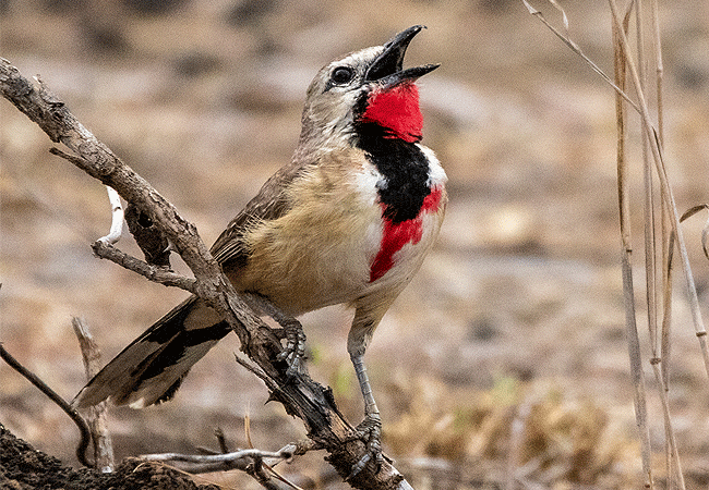 finch-hattons-luxury-tented-camp-tsavo-west-national-park-rosy-patched bushshrike-bird Finch Hattons Luxury Tented Camp