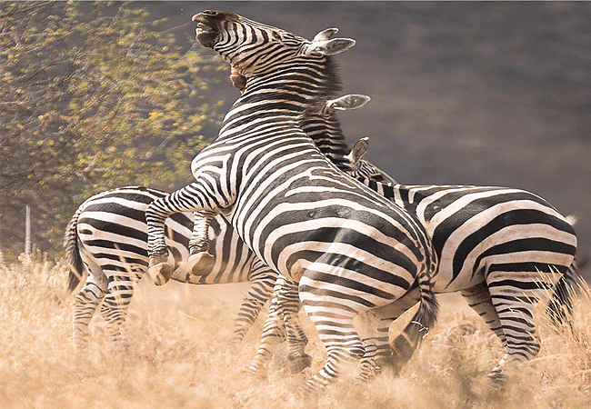 finch-hattons-luxury-tented-camp-tsavo-west-national-park-zebras Finch Hattons Luxury Tented Camp