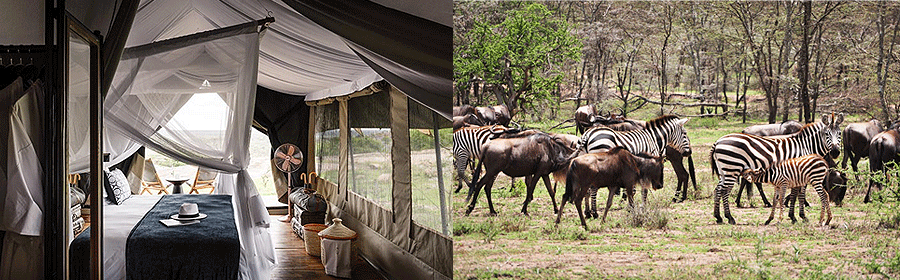 Sanctuary Kichakani Serengeti Camp Tanzania