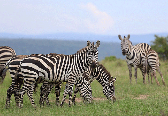 JW Marriott Masai Mara Lodge