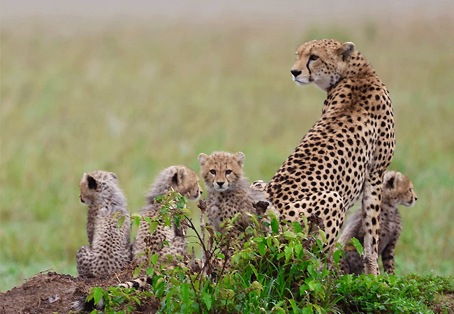 JW Marriott Masai Mara Lodge