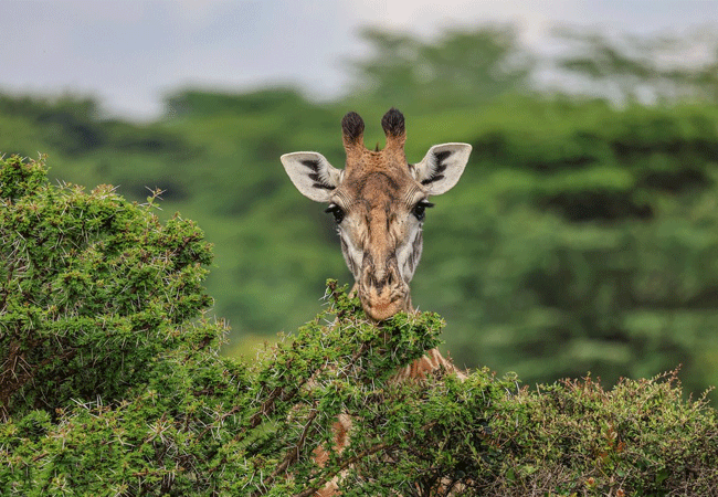 JW Marriott Masai Mara Lodge