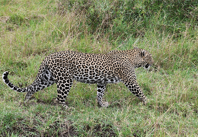 JW Marriott Masai Mara Lodge