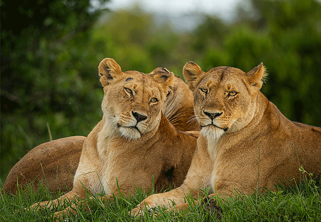 JW Marriott Masai Mara Lodge