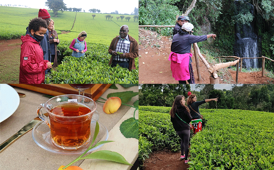 Tea Farm Day Tour Karai Tea Estate Tigoni Kenya