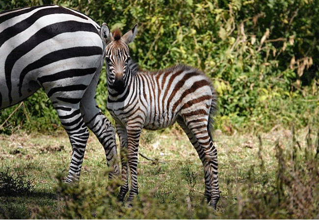 muthu-lake-naivasha-country-club-wild-zebras-waterbucks-and-monkeys-frequently-graze-freely-on-the-expansive-lawns-right-outside-the-rooms-and-cottages Muthu Lake Naivasha Country Club,
