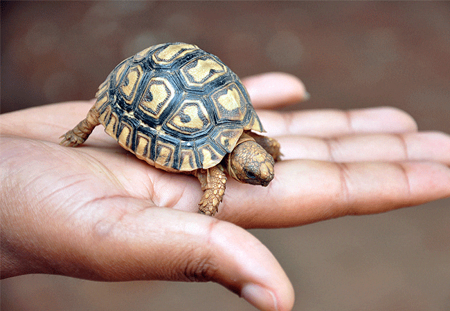 Nairobi Animal Orphanage