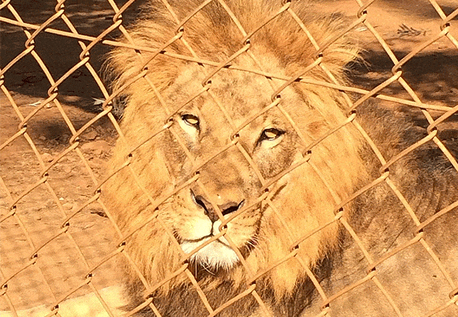 Nairobi Animal Orphanage