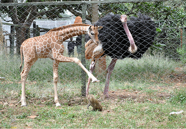 Nairobi Animal Orphanage