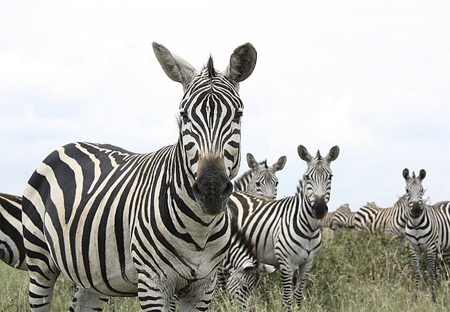 Nairobi National Park