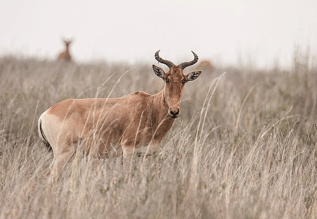 Nairobi National Park